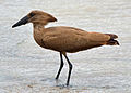 Hamerkop standing in a stream in Zambia, Thumbnail for version as of 15:27, 25 November 2012